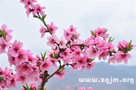 陰桃花做夢|夢見桃花